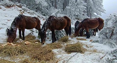 Yaban hayatını unutmadılar