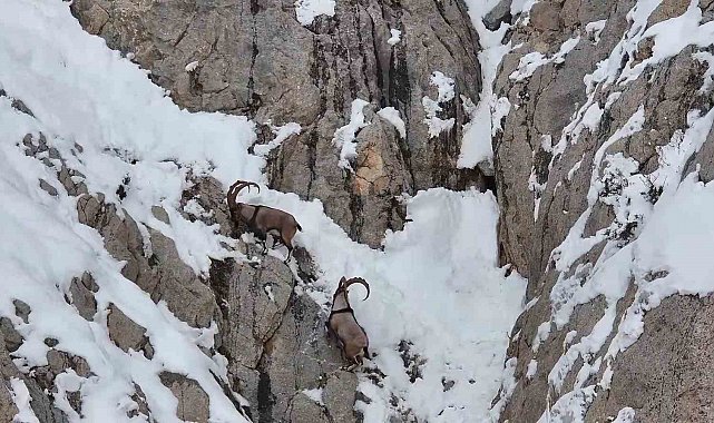Yaban keçileri Gümüşhane'nin karla kaplı zirvelerinde görsel şölen oluşturdu