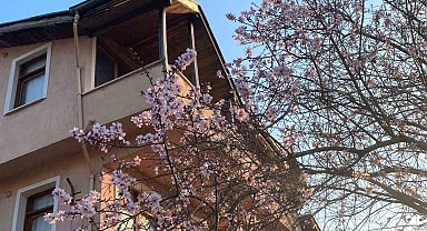 Yalancı bahara aldanan erik ağacı çiçek açtı