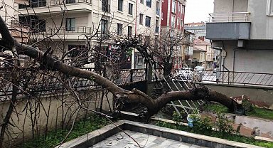 Yarım asırlık ağaç, yoldan geçen aracın üzerine devrildi