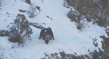 Yavru ayıların karda oyun keyfi kameralara takıldı