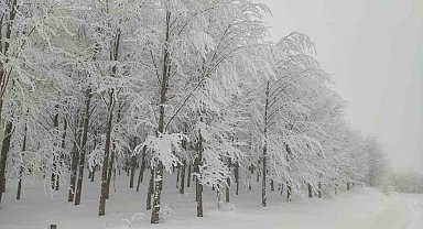 Yeşilin karla buluşması eşsiz görüntüler ortaya çıkardı