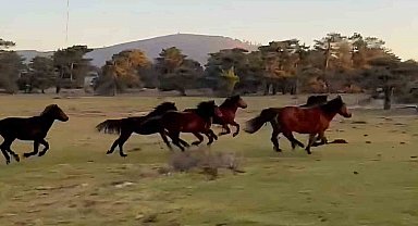 Yılkı atları doğada özgürce koşuyor