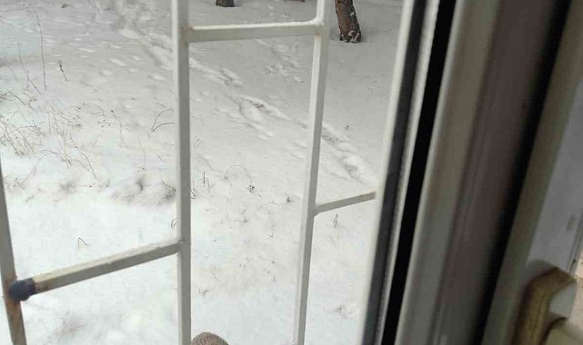 Yozgat'ta aç kalan tilkiler kedi mamalarına dadandı