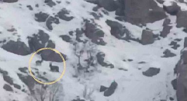 Yüksekova'da sürü halindeki dağ keçileri görüntülendi