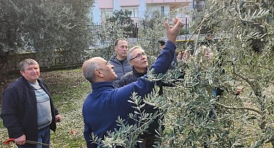 Zeytin budamayı uygulamalı öğrendiler