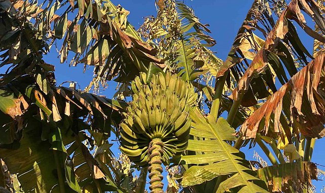 Zirai don çiçek açmış ağaçlara yüzde 100, seralaraki ürüne yüzde 30 zarar verdi