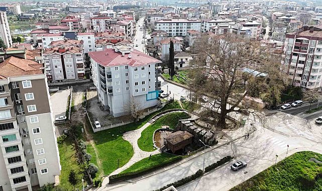 6 asırlık ağaç ve değirmen Çarşamba'nın merkezini süslüyor
