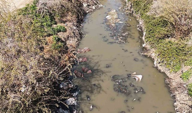 Adana'da dere yatağı at ve eşek atıklarıyla dolu