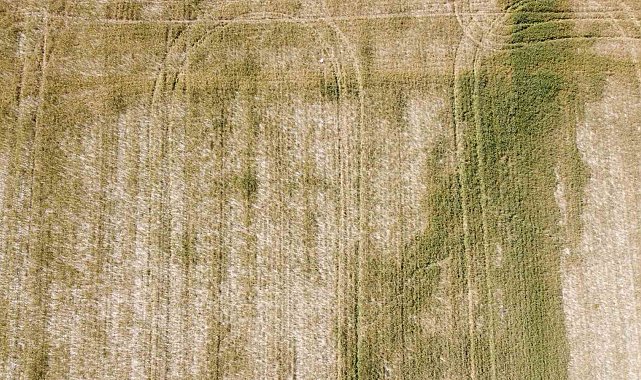 Adana'da üzücü manzara: Kuraklık ve susuzluk buğdayı büyümeden tarlada kuruttu