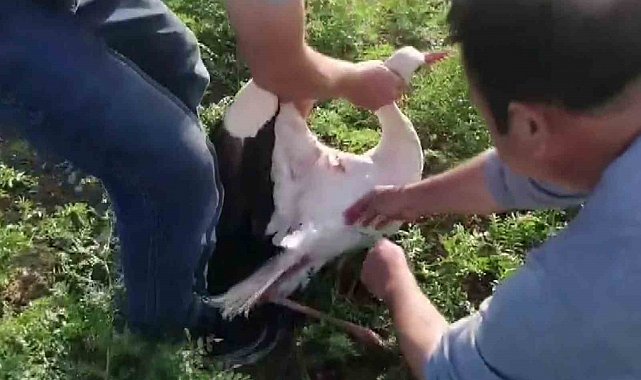 Adıyaman'da balık oltasına leylek takıldı