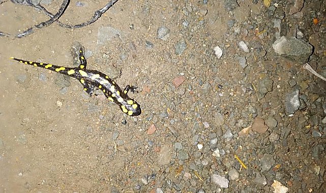 Adıyaman'da sarı benekli semender görüntülendi