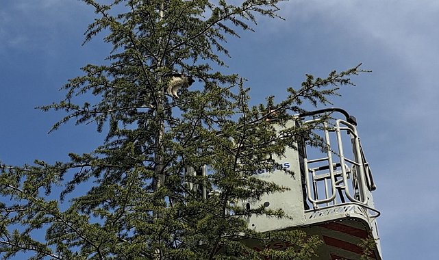 Ağaçta kalan kediyi itfaiye ekipleri kurtardı
