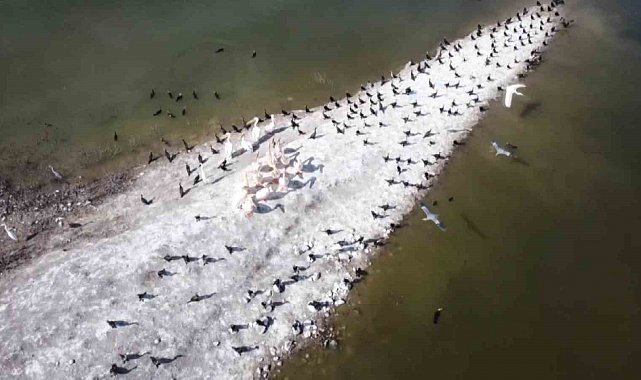 Ak pelikan ve telli turnaların yuvası Yedikır Baraj Gölü