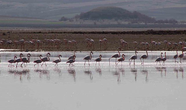 Allı turnalar Yozgat'ta