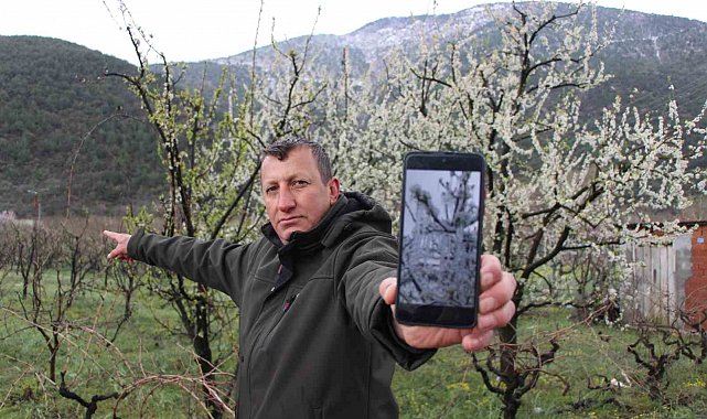 Amasyalı çiftçi, çiçek açan 300 ağacı yağmurlama yapıp dondurarak aşırı soğuktan korudu