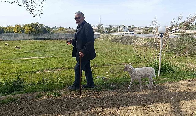 Annesinin sütü yetmeyince biberonla beslenen yavru kuzu sahibinin peşinden ayrılmıyor