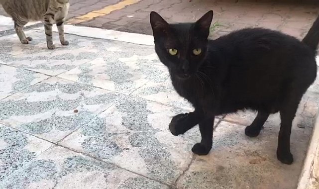 Antalya'da 'kayıp kara kediler' bilmecesi