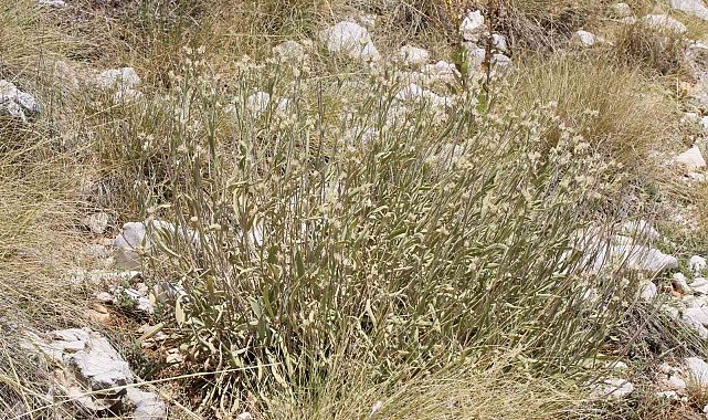 Antalya'da dünya literatürüne yeni bir bitki kazandırıldı