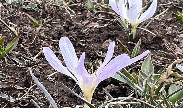 Arpaçay'da kardelenler çiçek açtı