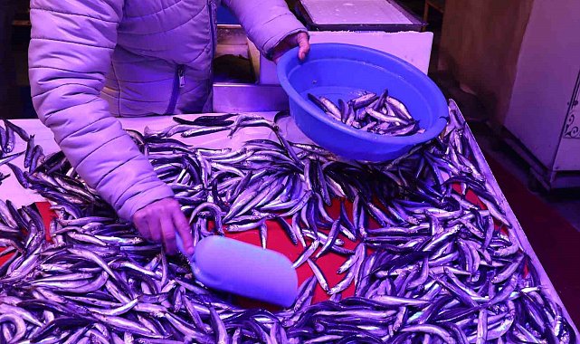 Artan sıcaklıklarda balık nasıl saklanmalı