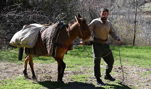 At sırtında tarlalara organik gübre taşıyorlar