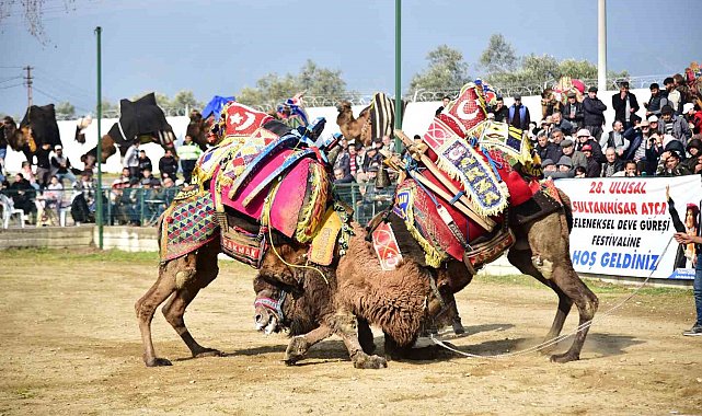 Atça'daki sezonun son deve güreşine yoğun ilgi