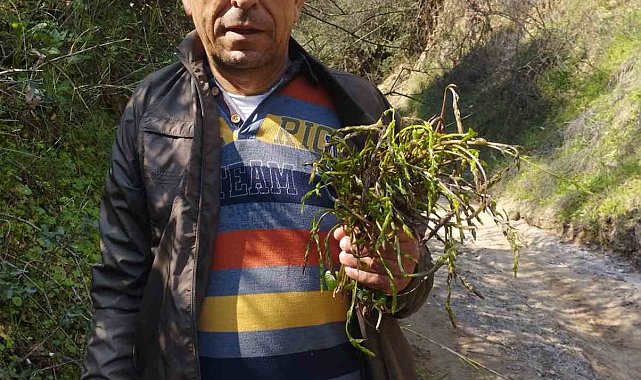 Aydın'ın acı otu kedirgen ve sarmaşıklar yüzünü gösterdi