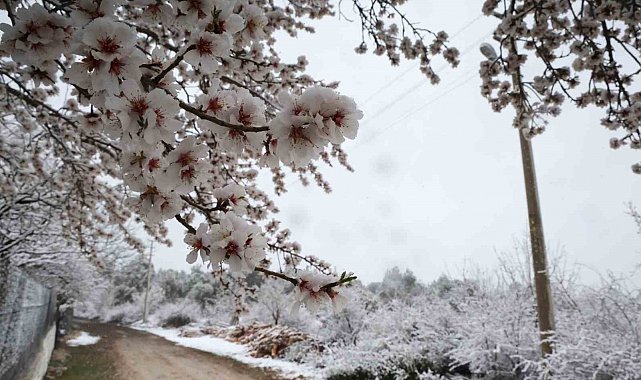 Bahar beyazına kar beyazı karıştı