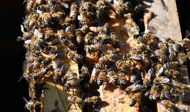 Bal donunca arılar aç kaldı