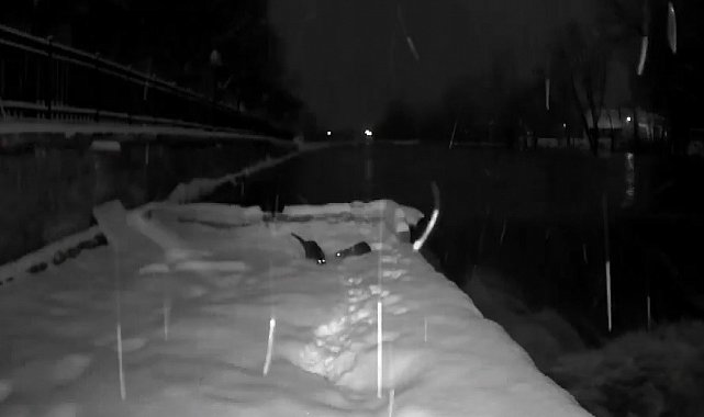 Bayburt'ta nesli tükenmekte olan su samurları görüldü