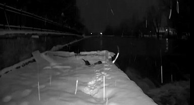 Bayburt'ta nesli tükenmekte olan su samurları görüldü