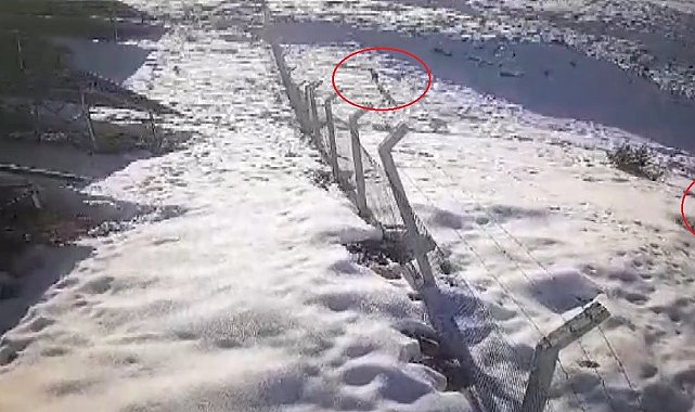 Bayburt'ta şehir merkezine ve köy yerleşim alanına inen aç kurtlar güvenlik kamerasına yansıdı