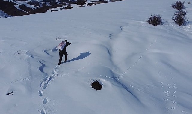 Bayburt'ta yaban hayvanları unutulmuyor: Karla kaplı araziye yem bırakıldı