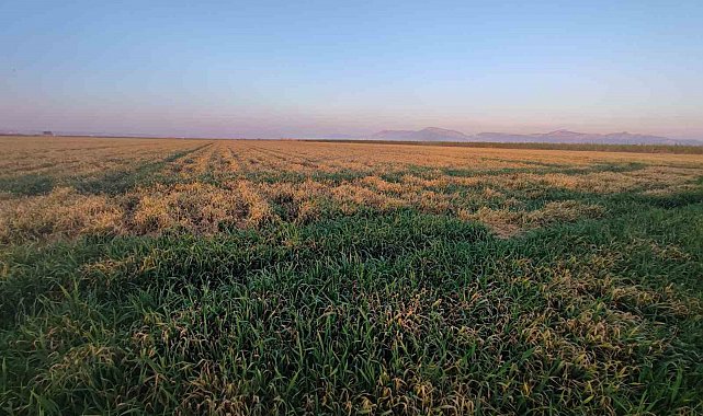 Buğdayı don ve kuraklık vurdu