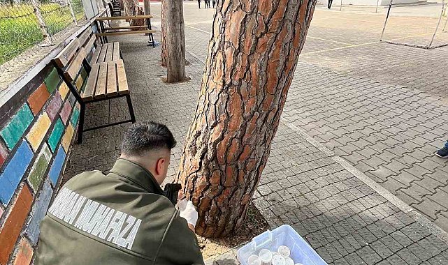 Çam ağaçlarının koruyucusu terminatör böcekler doğaya bırakıldı