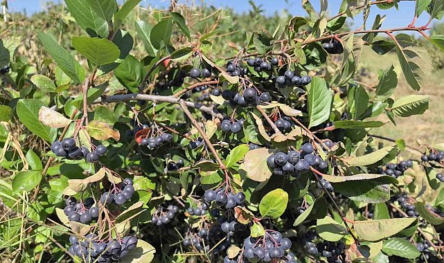 Çiftçinin aronyoları, öğrencilerin elinde reçele dönüştü