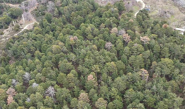 Çine'de Akdeniz Kabuk Böceği'yle mücadele yapılıyor