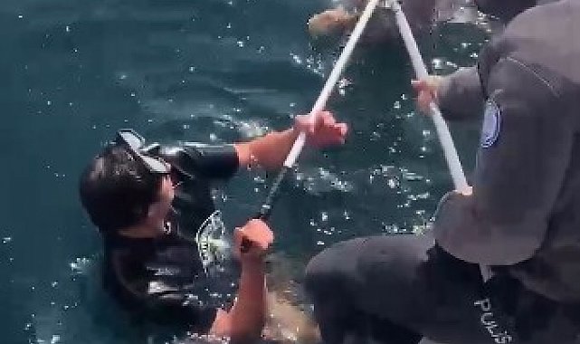 Denize düşen kedi kurtarıldı