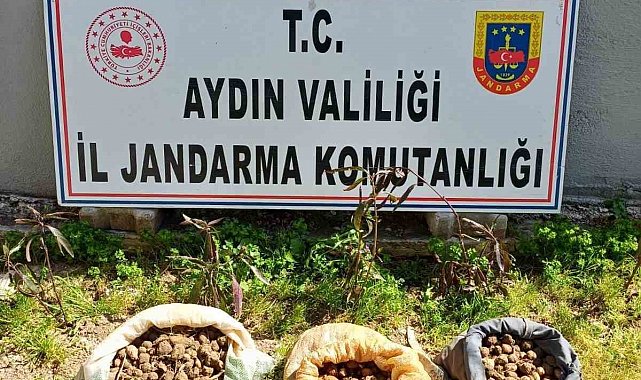 Didim'de 10 kilo salep toplarken yakalandılar