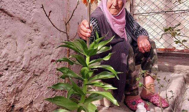 Diyarbakır'da 90 yaşındaki kadın, hayatını kaydeden eşinin verdiği 'ters lalelere' gözü gibi bakıyor