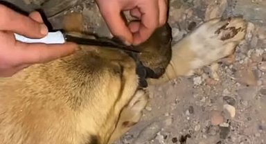 Diyarbakır'da ağzı bağlanan köpeği, polis ve vatandaşlar kurtardı
