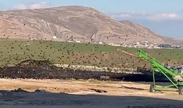 Diyarbakır'da binlerce kuş türü buğday silosu etrafında toplandı