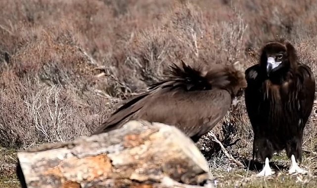 Doğanın en tehlikeli uçan avcıları birlikte görüntülendi