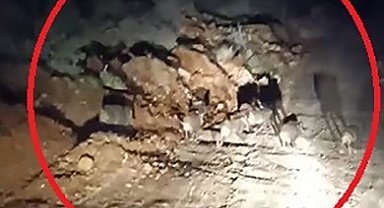 Domuz sürüsü kameraya yakalandı