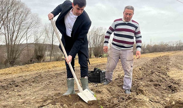 Dumlupınar'da böğürtlen fideleri toprakla buluşturuldu