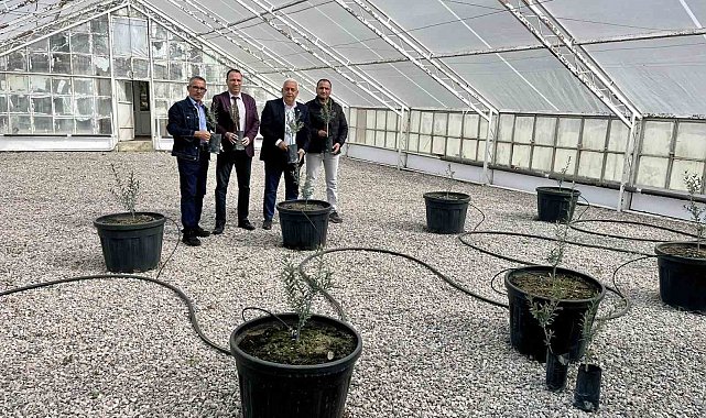 Edremit'te yeni yerli zeytin çeşidi tescillendi