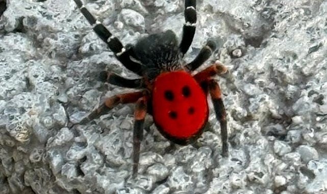 Elazığ'da zehirli 'Uğur Böceği Örümceği' görüldü