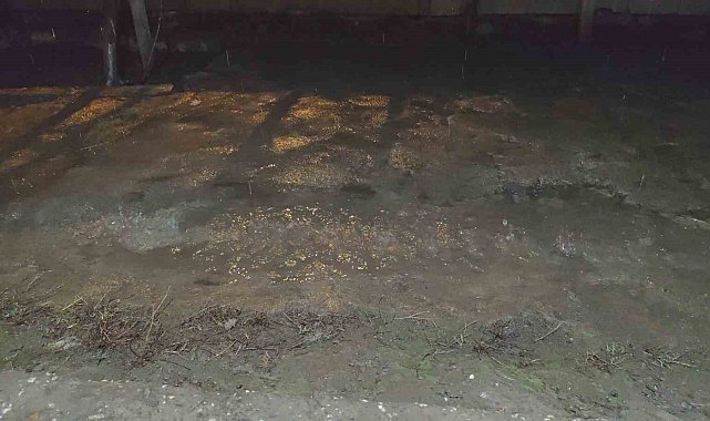 Erciş'te yağmur yağışı etkili oldu