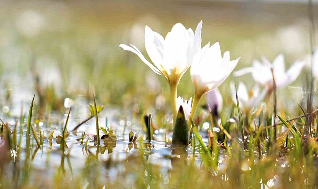 Erzincan'da kardelenler baharın müjdesini verdi